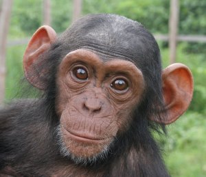 Lwiro Primate Rehabilitation Centre