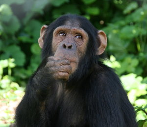 Lwiro Primate Rehabilitation Centre