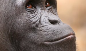 Lwiro Primate Rehabilitation Centre