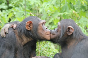 Lwiro Primate Rehabilitation Centre