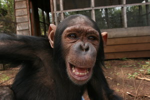 Lwiro Primate Rehabilitation Centre