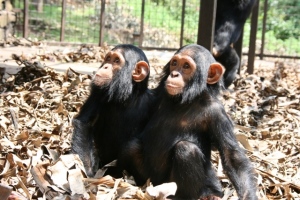 Lwiro Primate Rehabilitation Centre