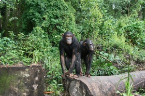 Lwiro Primate Rehabilitation Centre