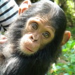 Lwiro Primate Rehabilitation Centre