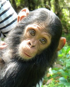 Lwiro Primate Rehabilitation Centre