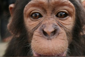 Lwiro Primate Rehabilitation Centre