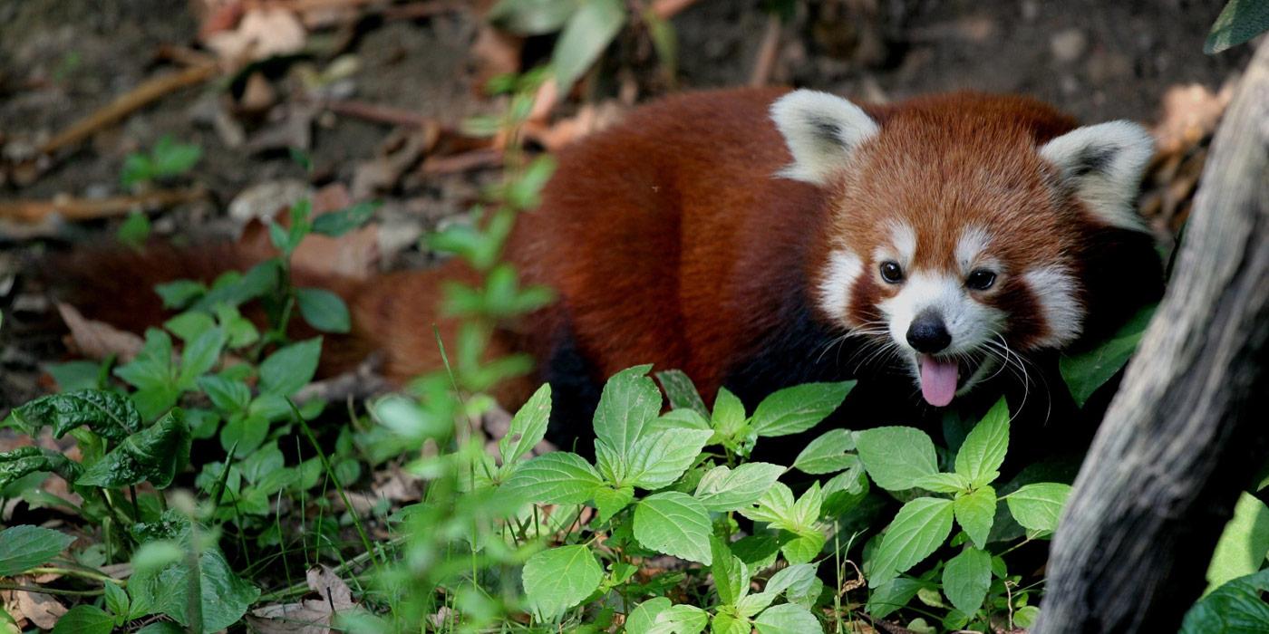 Red Panda Found in Myanmar