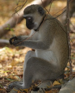 Colobus Conservation