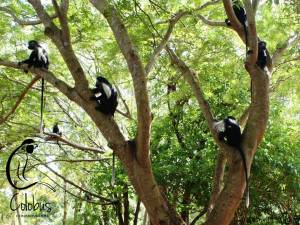 Colobus Conservation