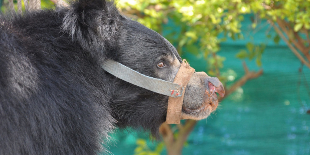 Sloth Bear