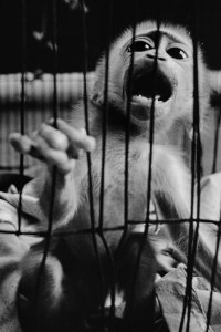 Young Monkey @ Market