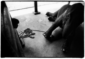 Lampang Elephant Hospital, Thailand