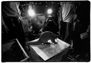 Pangolins intercepted at Bangkok International Airport