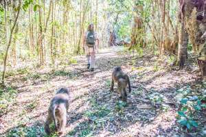 Baboon Forest School
