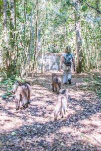 Baboon Forest School