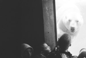 We Animals | Jo-Anne McArthur