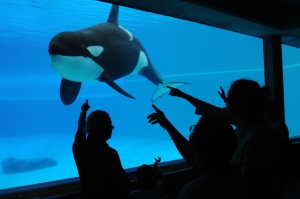 We Animals | Jo-Anne McArthur