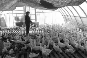 We Animals | Jo-Anne McArthur