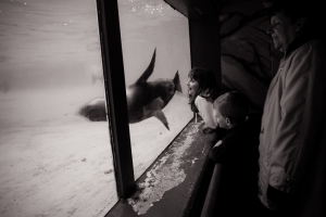 We Animals | Jo-Anne McArthur