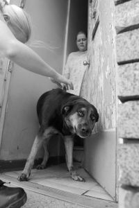 We Animals | Jo-Anne McArthur