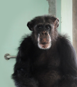 We Animals | Jo-Anne McArthur