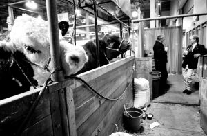 We Animals | Jo-Anne McArthur