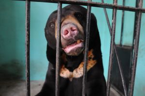 We Animals | Jo-Anne McArthur