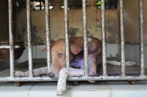 We Animals | Jo-Anne McArthur