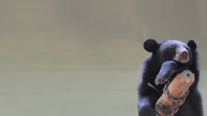 We Animals | Bear