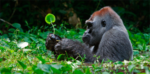 Apes Appreciate Beauty