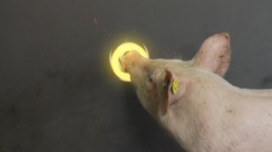 Pig-Chase
