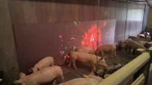 Pig Chase