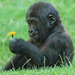 Apes Appreciate Beauty