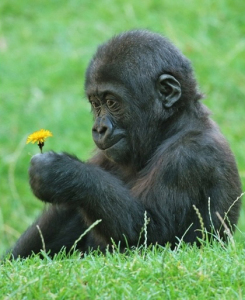 Apes Appreciate Beauty