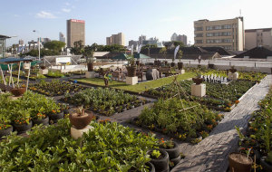 Community Gardens