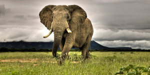 How to Protect Elephants