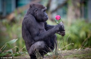 Apes Appreciate Beauty