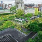 Green Rooftop Garden