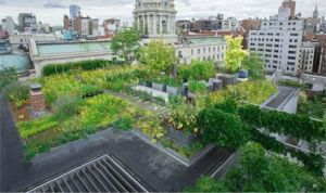 Green Rooftop Garden