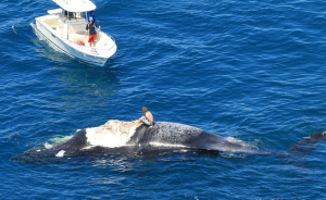 Photo showing Harrison Williams Surfing Dead Whale Carcass