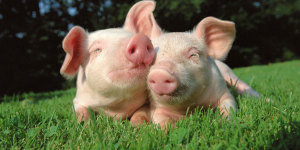 Playing With Pigs