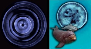Dolphin CymaGlyphs