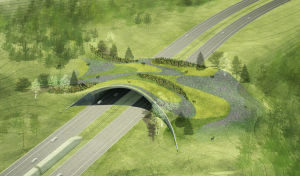 Wildlife Bridges
