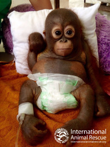 Save Budi | International Animal Rescue