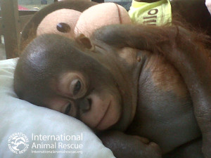 Save Budi | International Animal Rescue