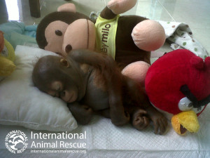 Save Budi | International Animal Rescue