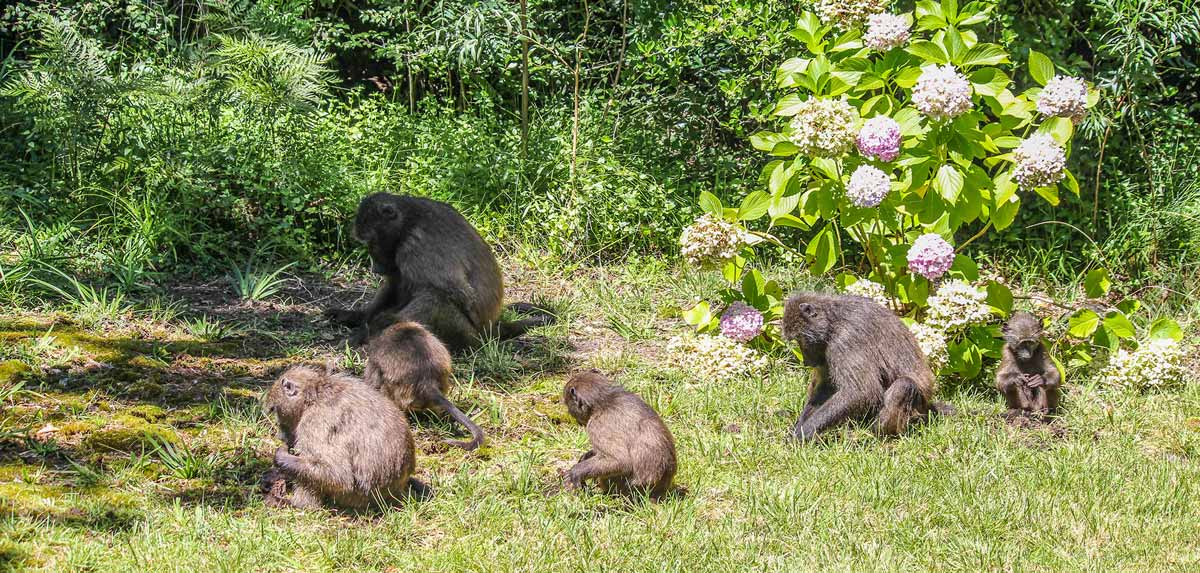 Darwin Primate Group Sanctuary | Global Animal Welfare